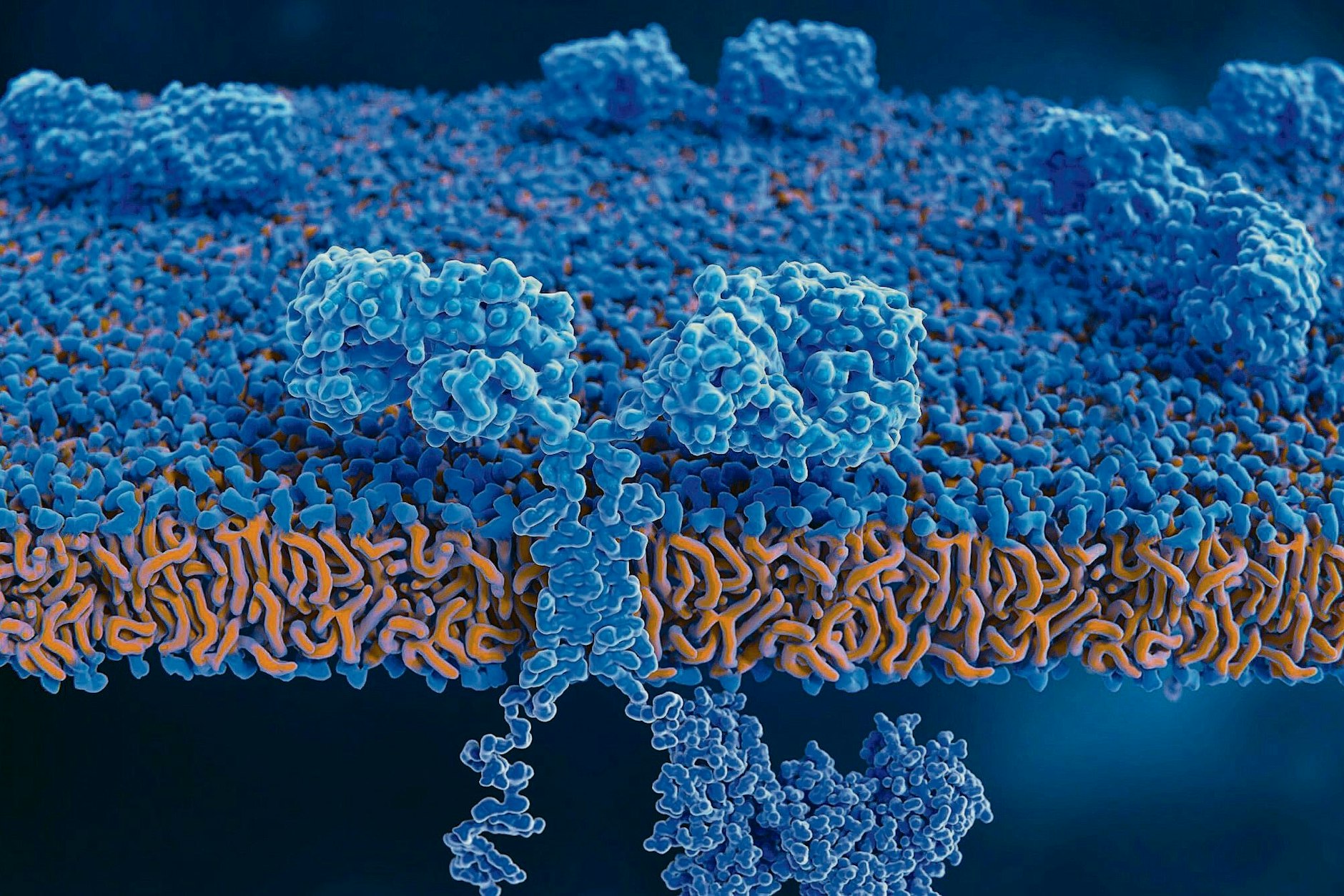 Darstellung gentechnisch veränderter T-Zellen