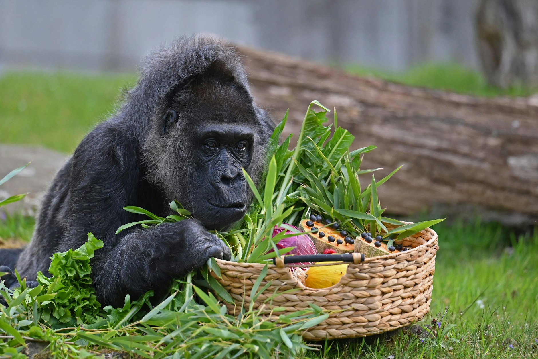 Zu ihrem 68. Geburtstag bekam Gorilladame Fatou einen Obst- und Gemüsekorb.