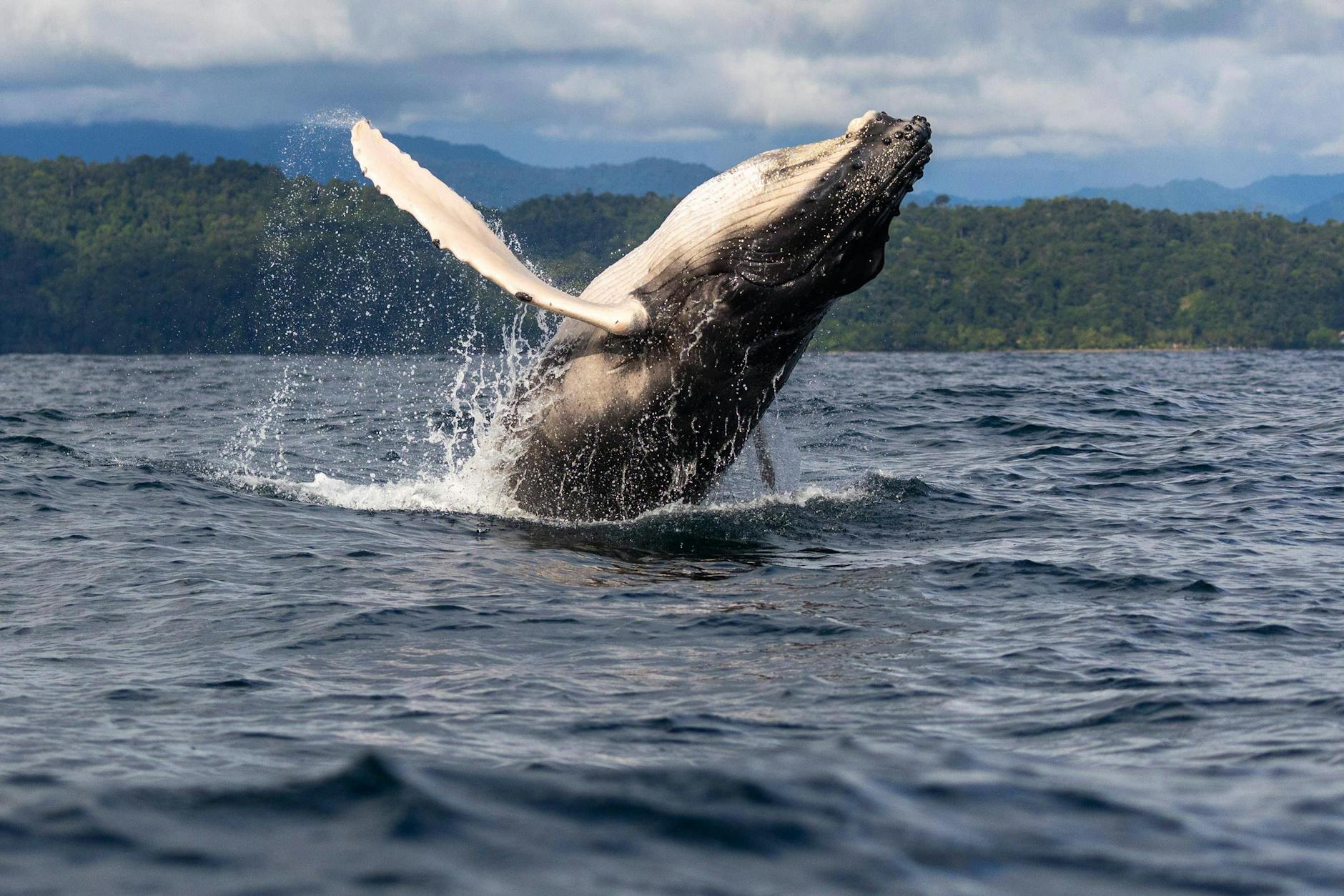 Buckelwale sind majestätische Tiere – und sie gehören zur gleichen Familie wie Blauwale und Finnwale.