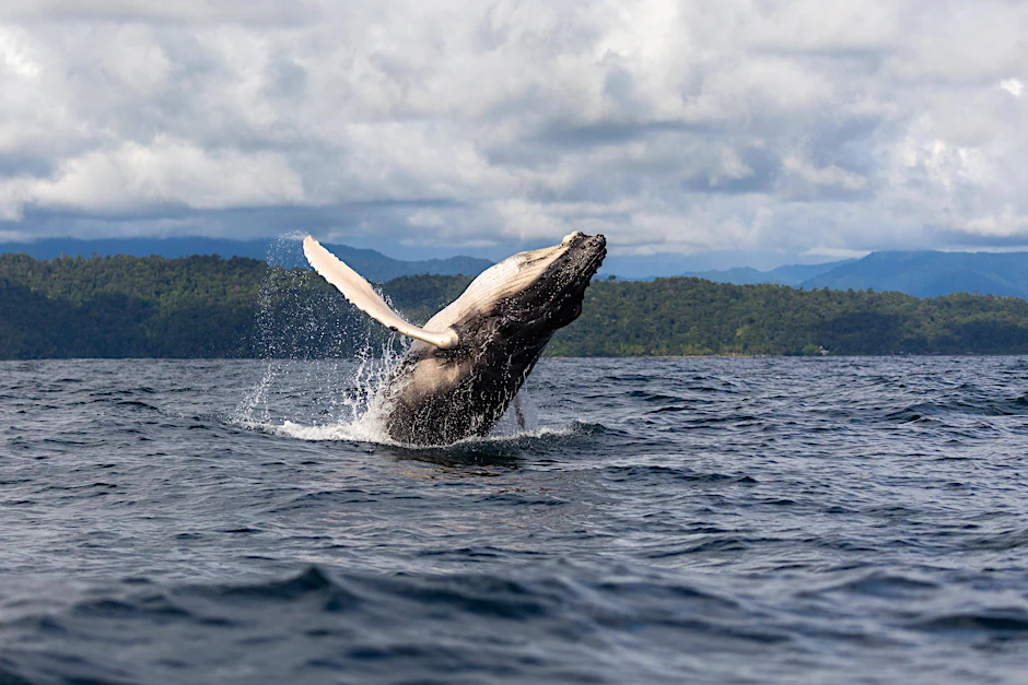 Buckelwale sind majestätische Tiere – und sie gehören zur gleichen Familie wie Blauwale und Finnwale.