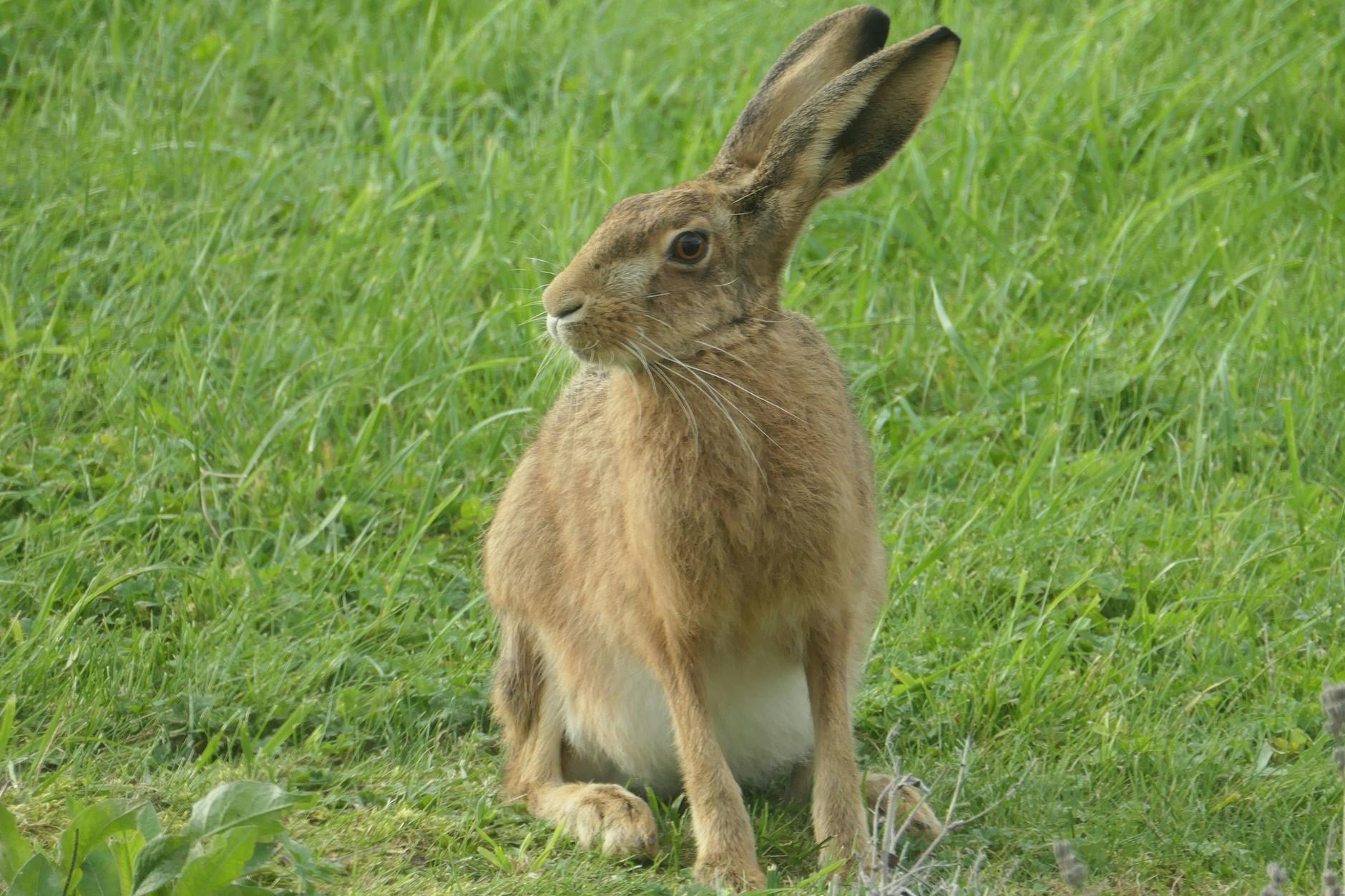 Der Fundhase als Jungtier: gesund und augenscheinlich zufrieden