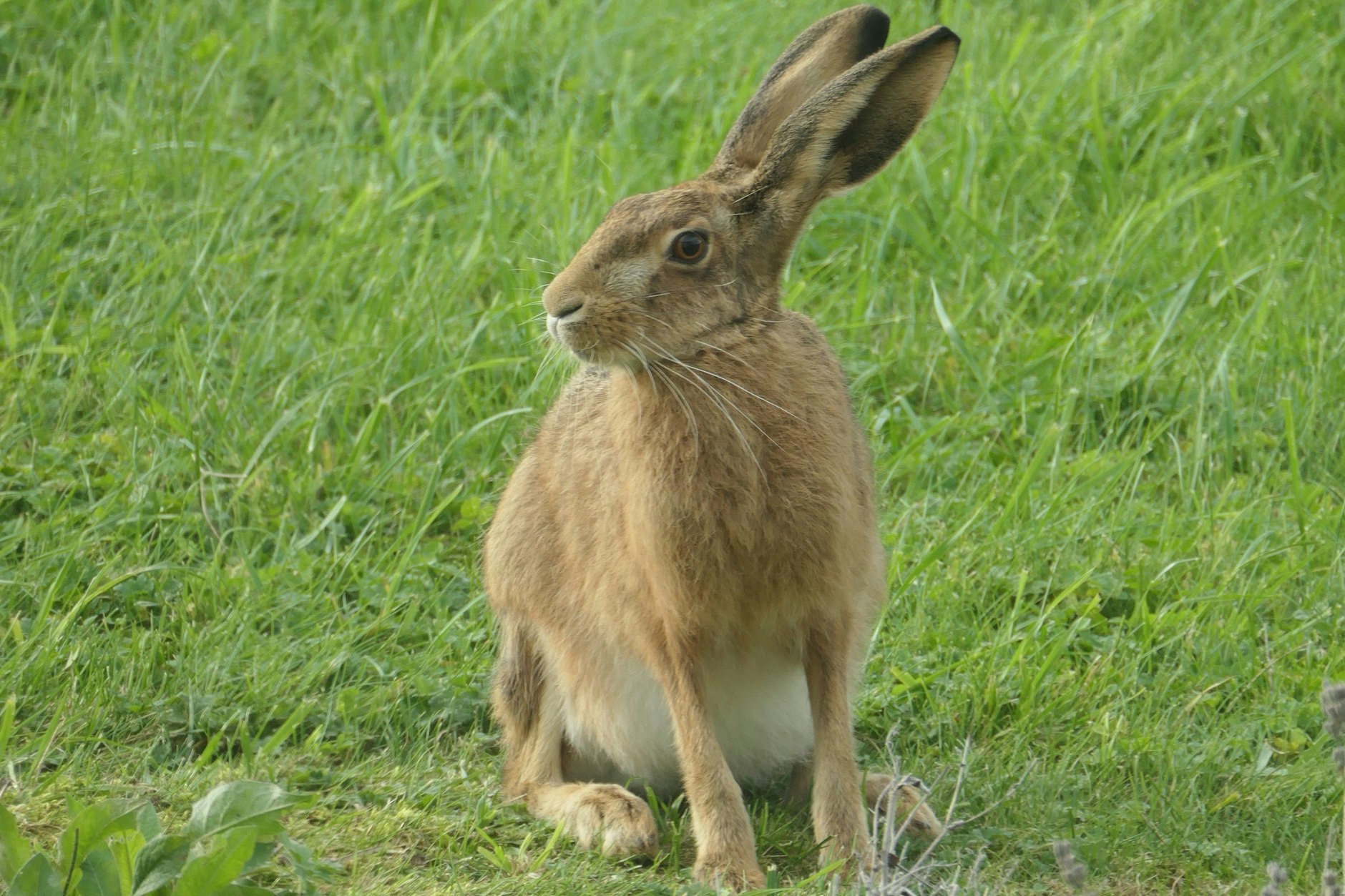 Der Fundhase als Jungtier: gesund und augenscheinlich zufrieden