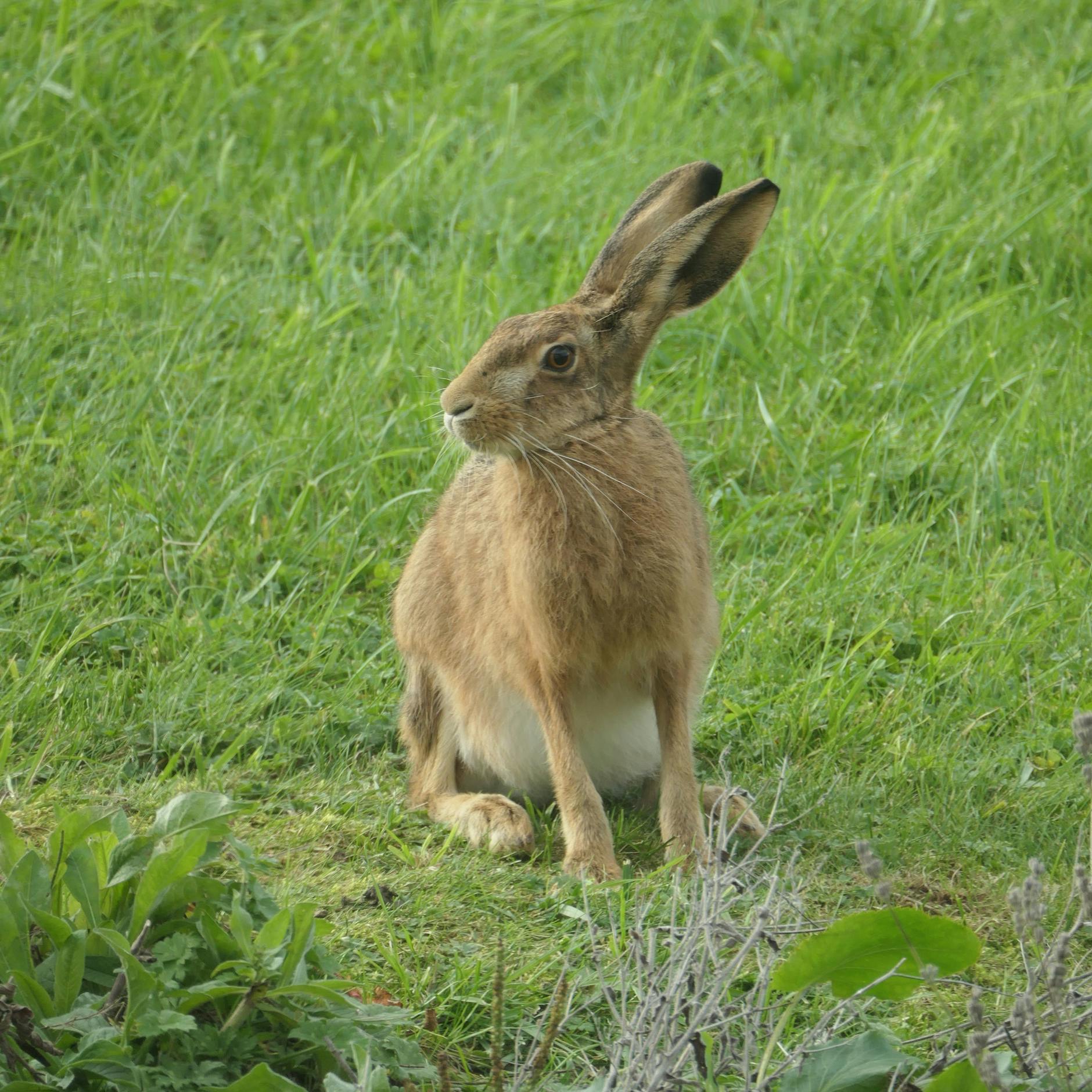 Image - „Hase und ich“ von Chloe Dalton: Wie eine Politikberaterin sich der Natur stellte