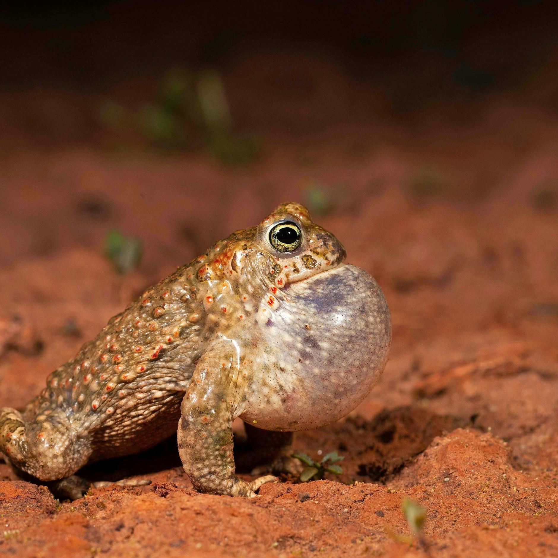 Image - Streit um das Bauprojekt „Pankower Tor“: Deshalb klagt der Nabu Berlin erneut