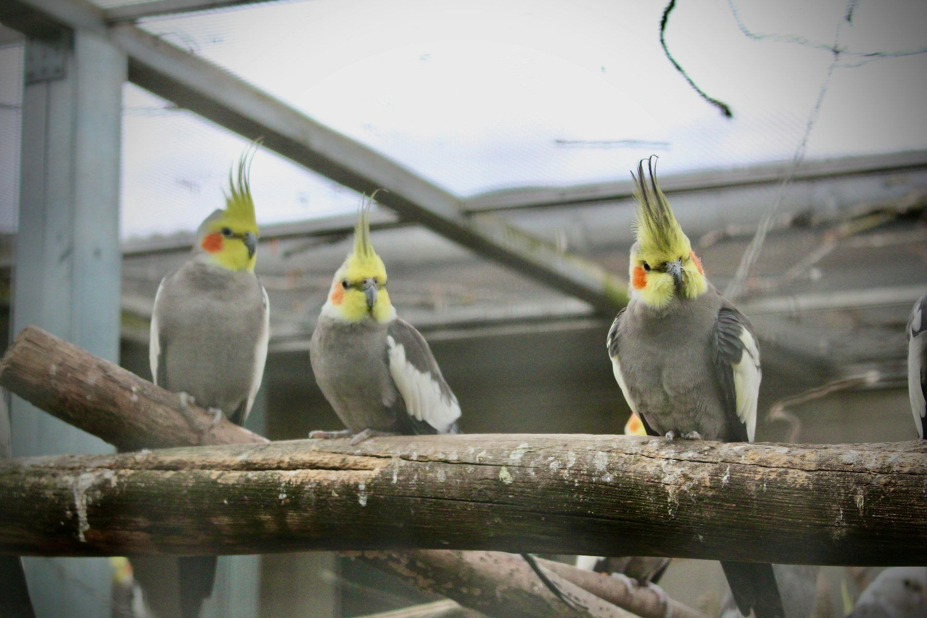 Diese netten Sittiche sind sehr sozial und können bis zu 30 Jahre alt werden. Wenn Dirk und Hartmut mit ihnen plaudern, kommen sie angeflogen: „Vögel gehören an die frische Luft.“
