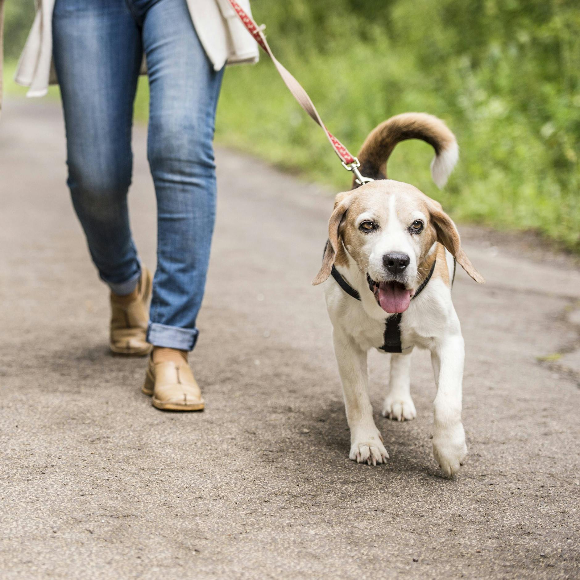 Aggro auf vier Pfoten – wo Berlins Hunde besonders oft zubeißen