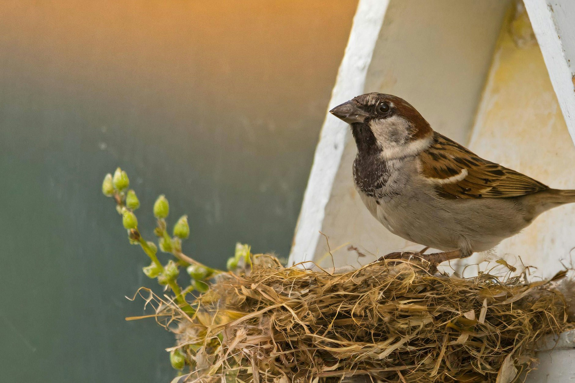 Ein Sperling beim Nestbau. Vögel im Landkreis Rostock sollen dabei Feuer in einem Dachstuhl ausgelöst haben. (Symboldbild)