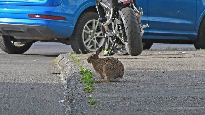 Da staunt man: Mitten in den Wohngebieten trifft man auch auf einen echten Osterhasen.