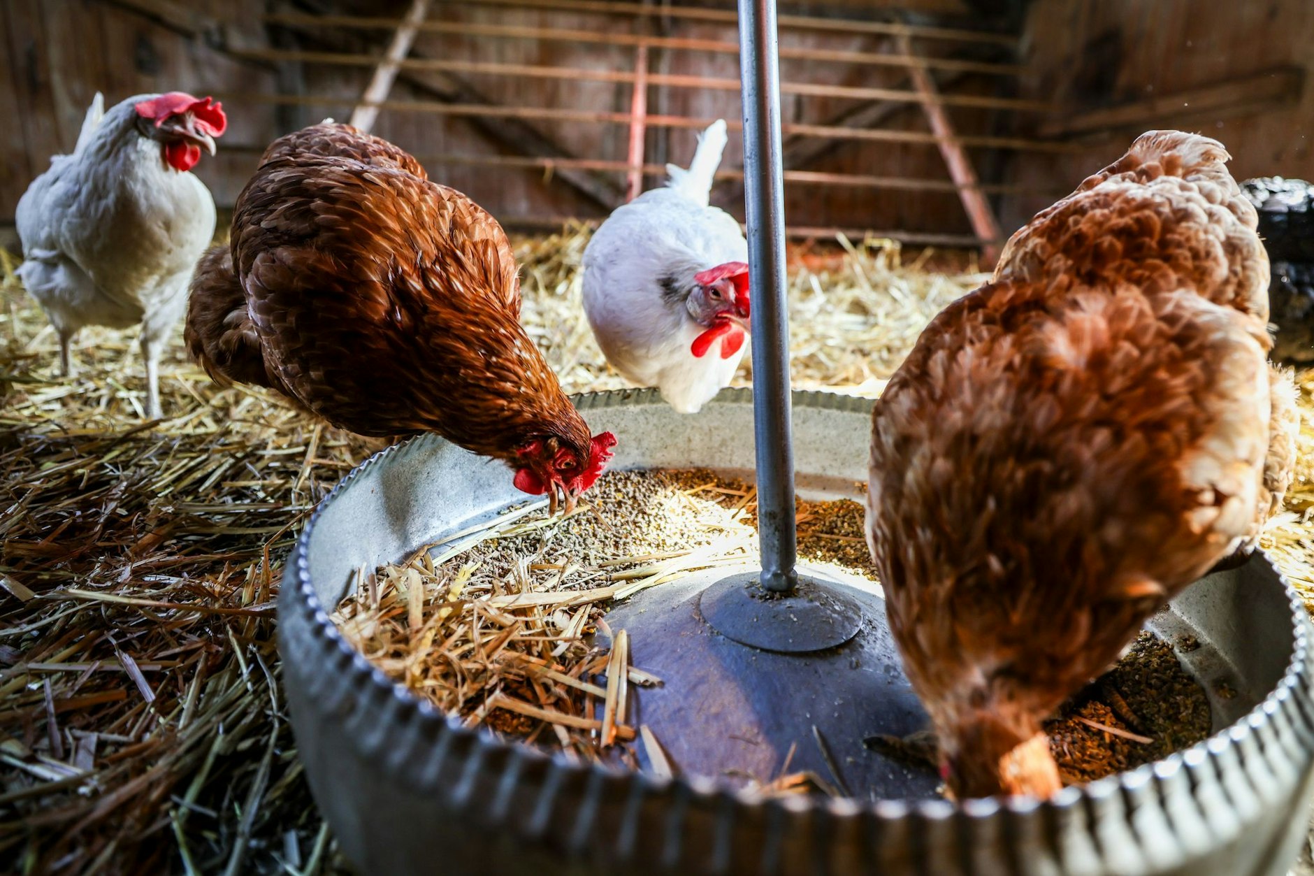 Hühner, die von Häftlingen in der JVA Castrop-Rauxel gehegt werden, picken ihr Futter in einem Stall. 