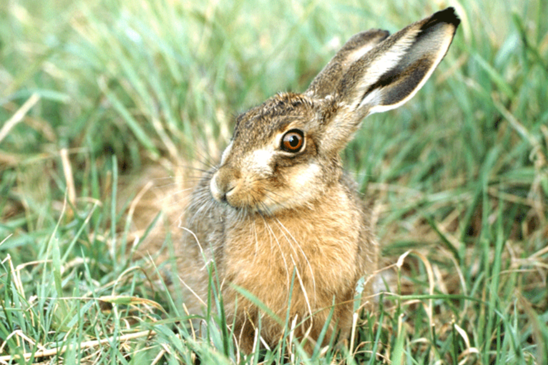 Da ist er, der echte Osterhase. Richtig heißt er Feldhase. Die schwarzen Enden an seinen langen Ohren und auch der schmalere Kopf unterscheiden ihn vom Kaninchen.