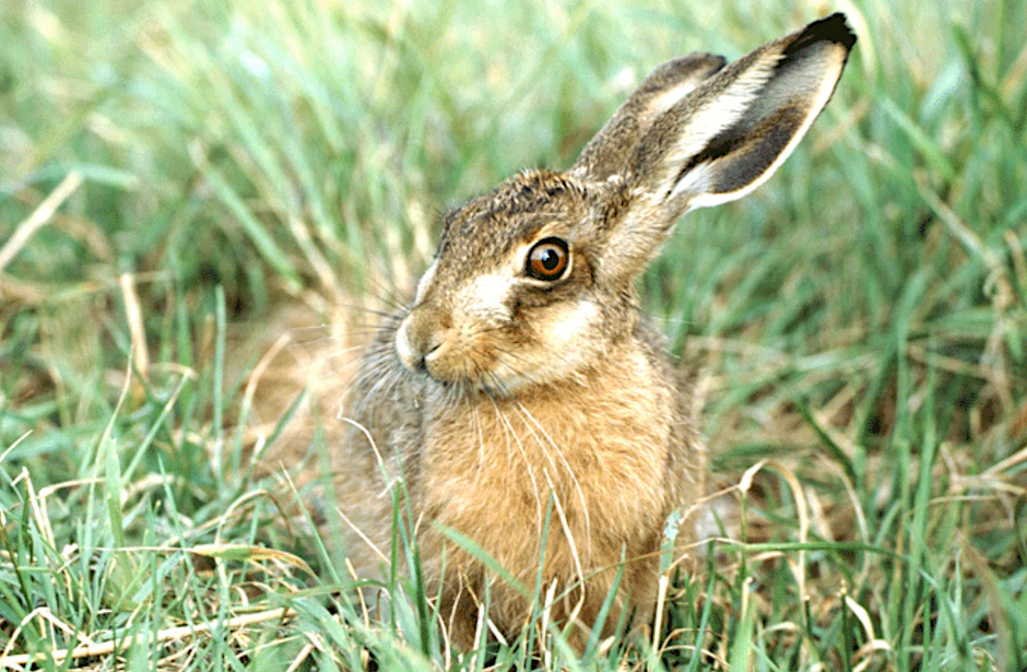 Da ist er, der echte Osterhase. Richtig heißt er Feldhase. Die schwarzen Enden an seinen langen Ohren und auch der schmalere Kopf unterscheiden ihn vom Kaninchen.