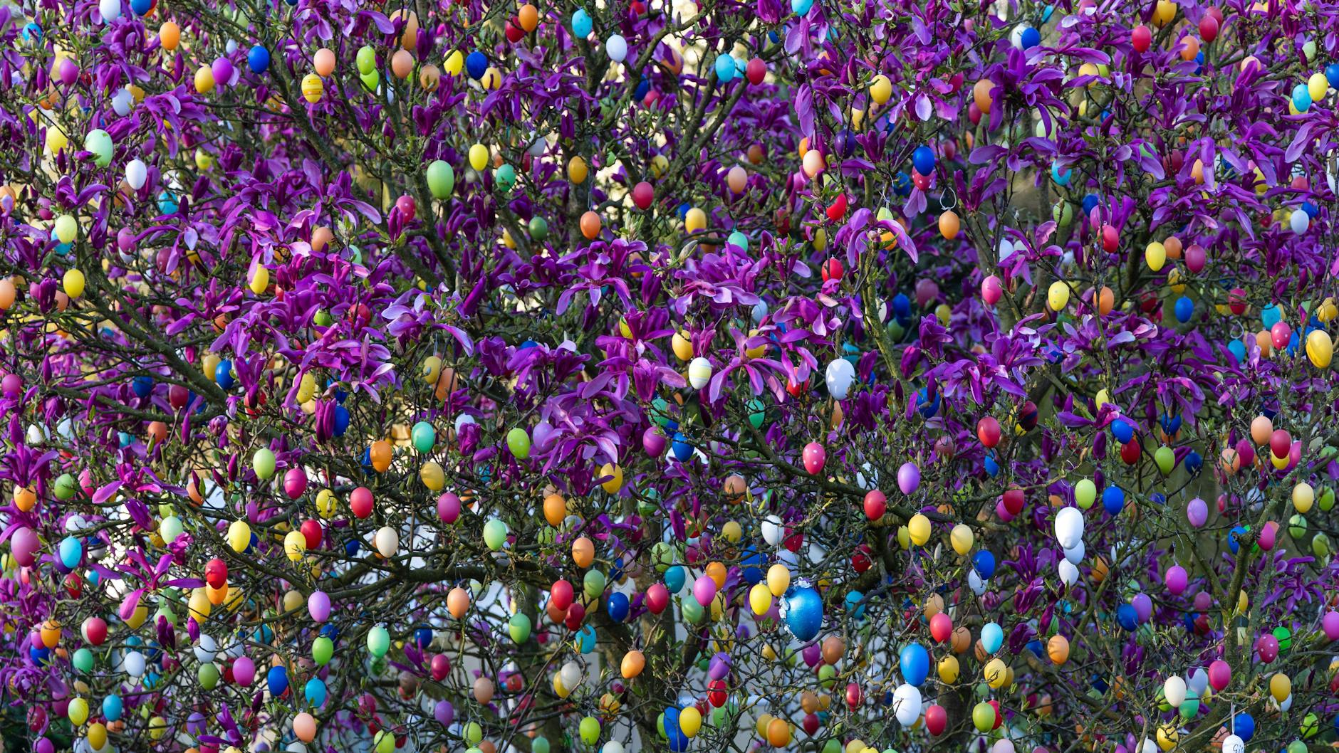 Zahllose Ostereier schmücken einen Tulpenbaum. Das Wetter zu den Feiertagen wird aber eher durchwachsen.