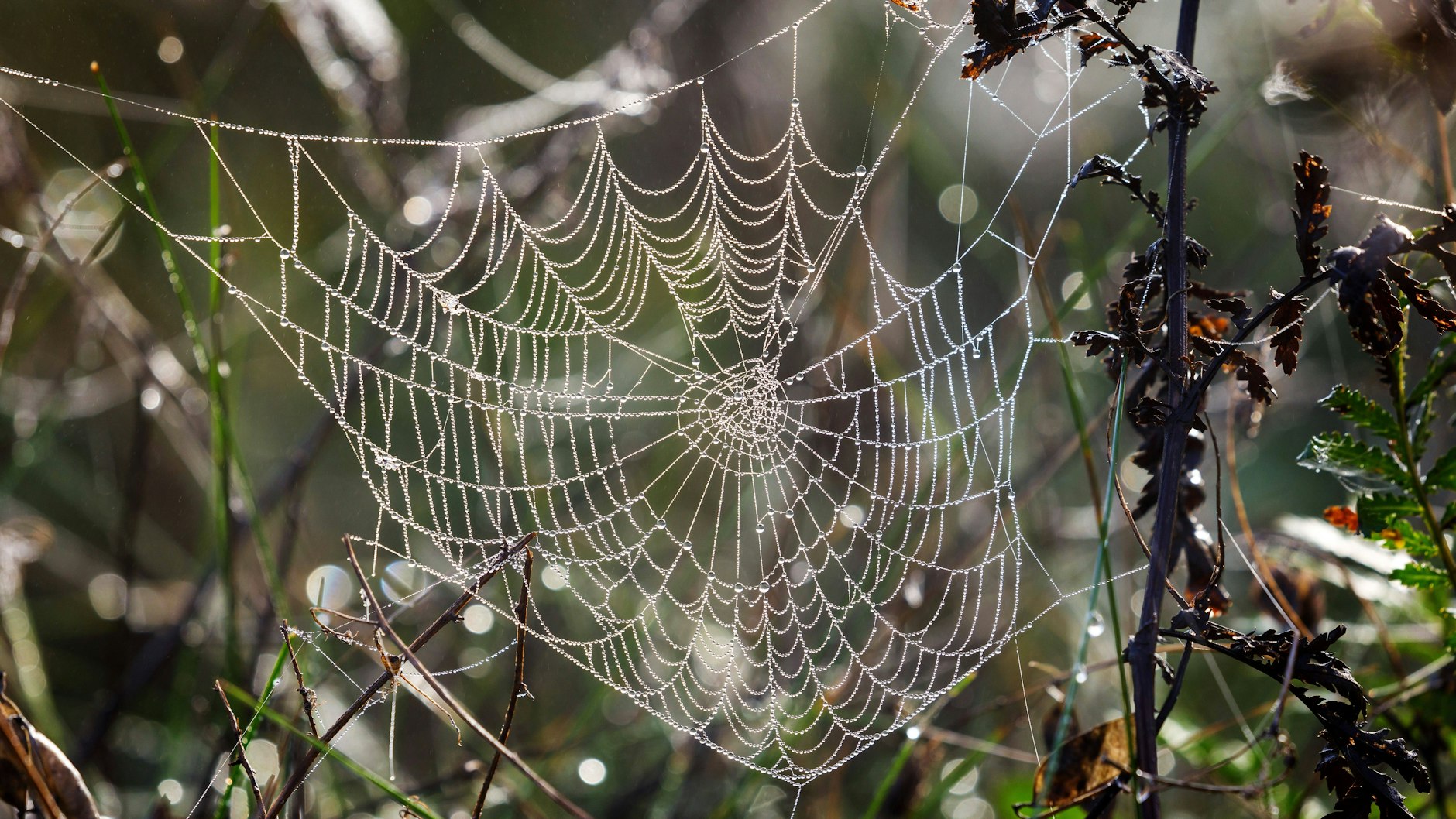 Laut Wissenschaftlern ist Spinnenseide fester als Stahl und elastischer als Gummi. Es laufen deshalb Forschungen, wie man das Naturmaterial künstlich herstellen kann.