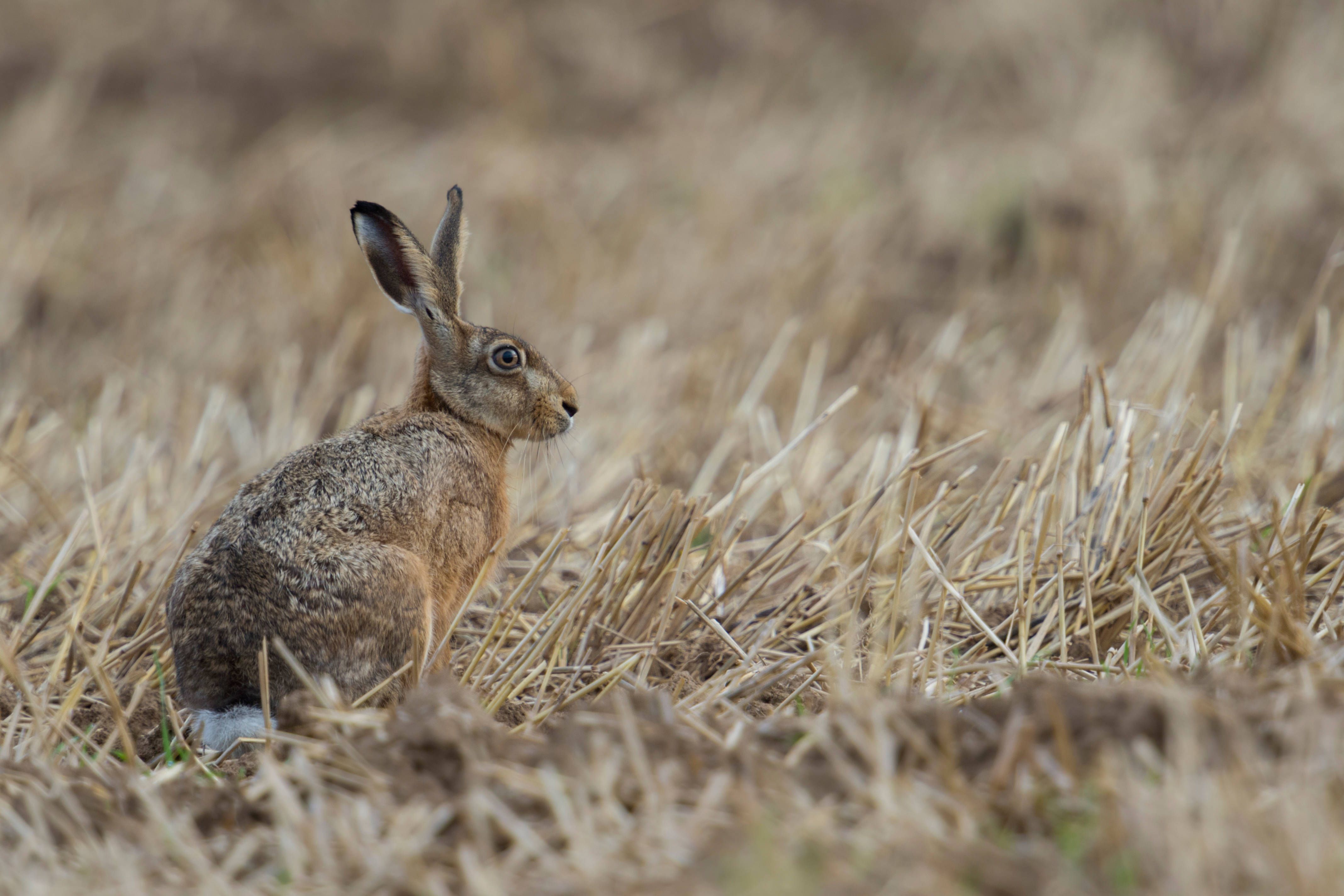 Vive la France! Wie der Hase aus der DDR zum Bunny in Frankreich wurde