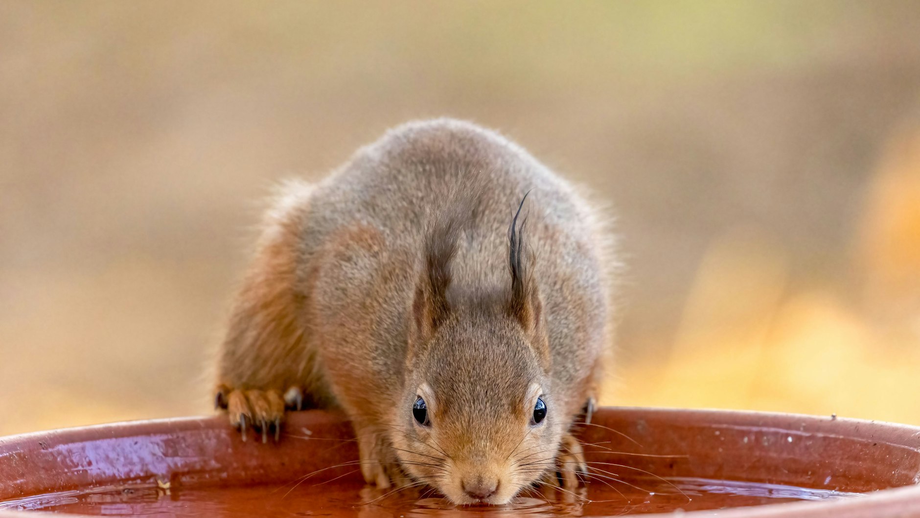 Eine kleine Schale mit Wasser kann Eichhörnchen-Leben retten.