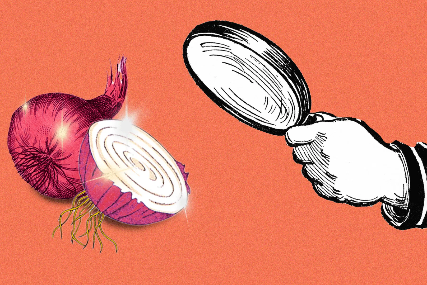 Unter die Lupe genommen: Rote Zwiebeln sind etwas ganz Besonderes.