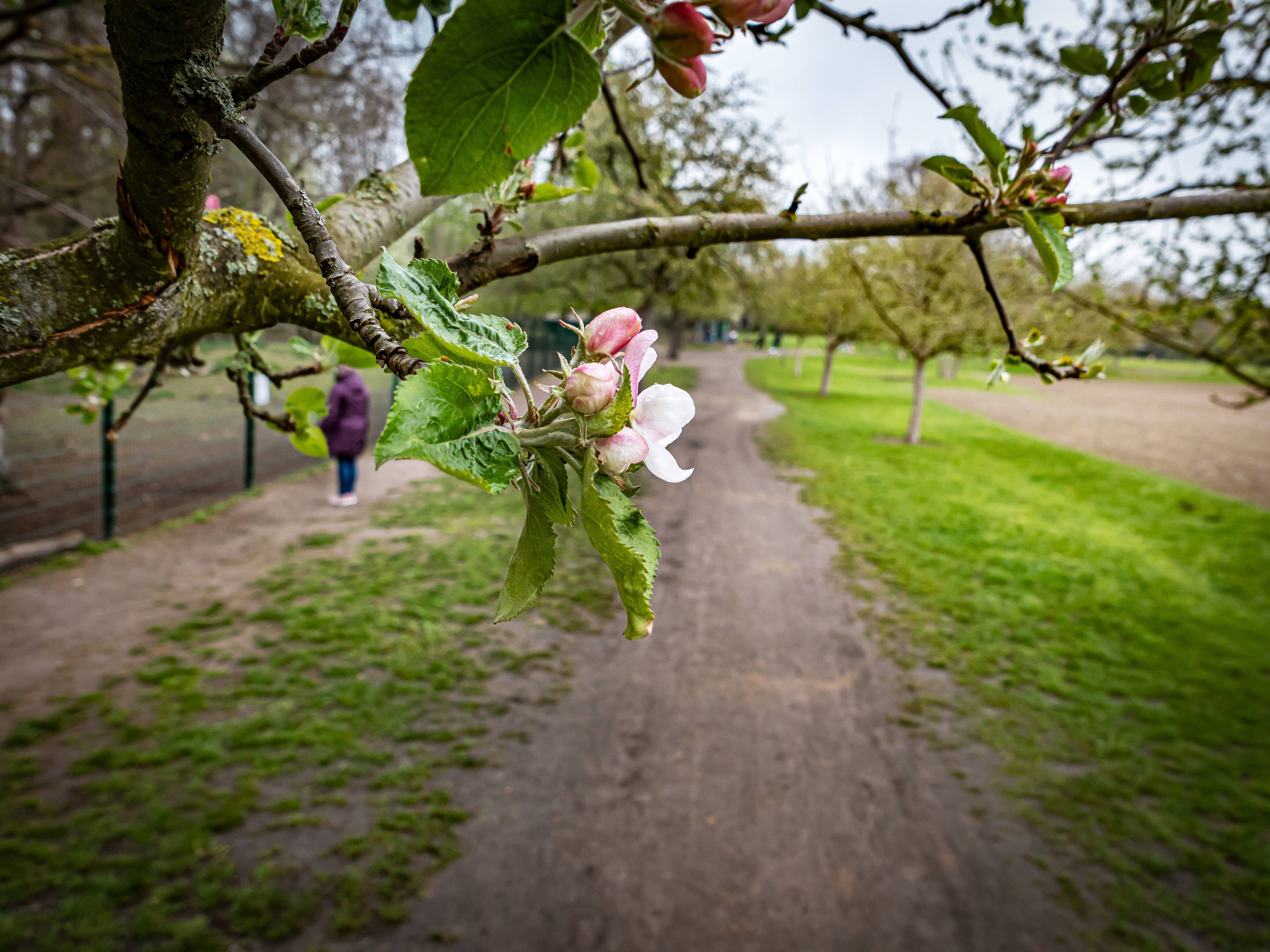 Pankow: Botanische Anlage Blankenfelde wird saniert – so teuer wird es