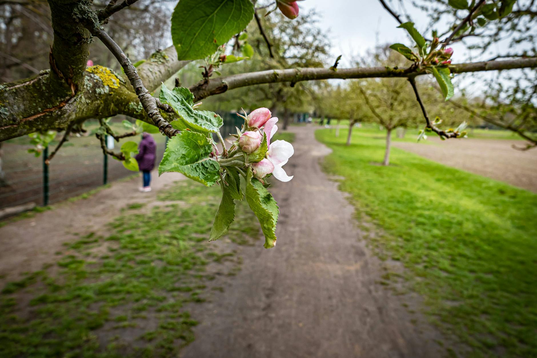 Die Wegeflächen der Botanischen Anlage Blankenfelde in Pankow werden saniert.