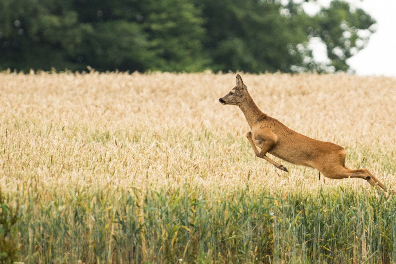 Studie zu Wildunfällen: Ausweichen macht es schlimmer.