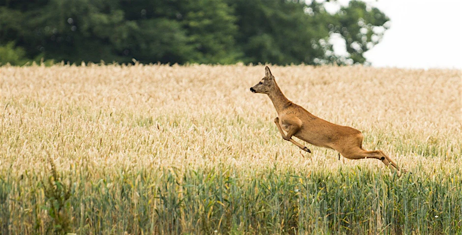 Studie zu Wildunfällen: Ausweichen macht es schlimmer.