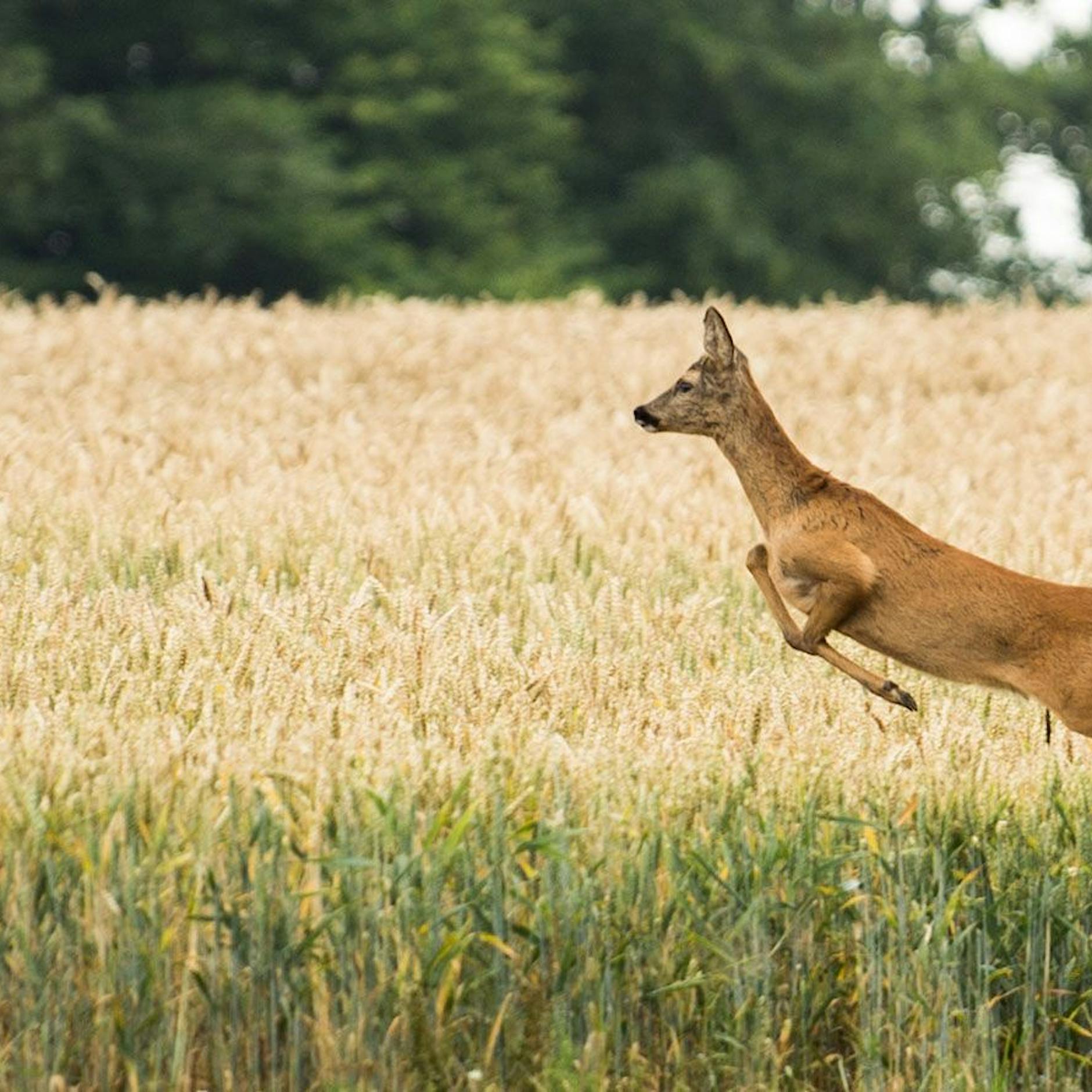 Wildunfälle: Autofahrer machen oft schwerwiegende Fehler – Studie