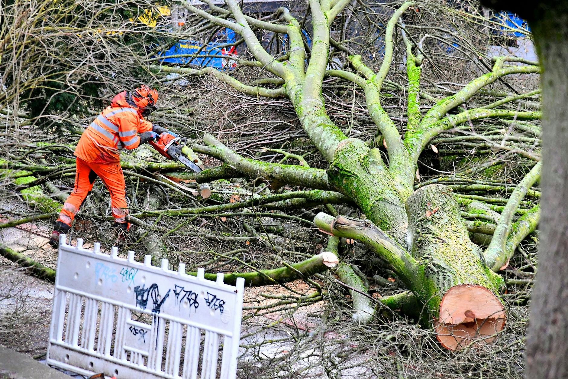 Auf dem Tempelhofer Damm in Tempelhof-Schöneberg sollen mehr als 60 gesunde Bäume gefällt werden.