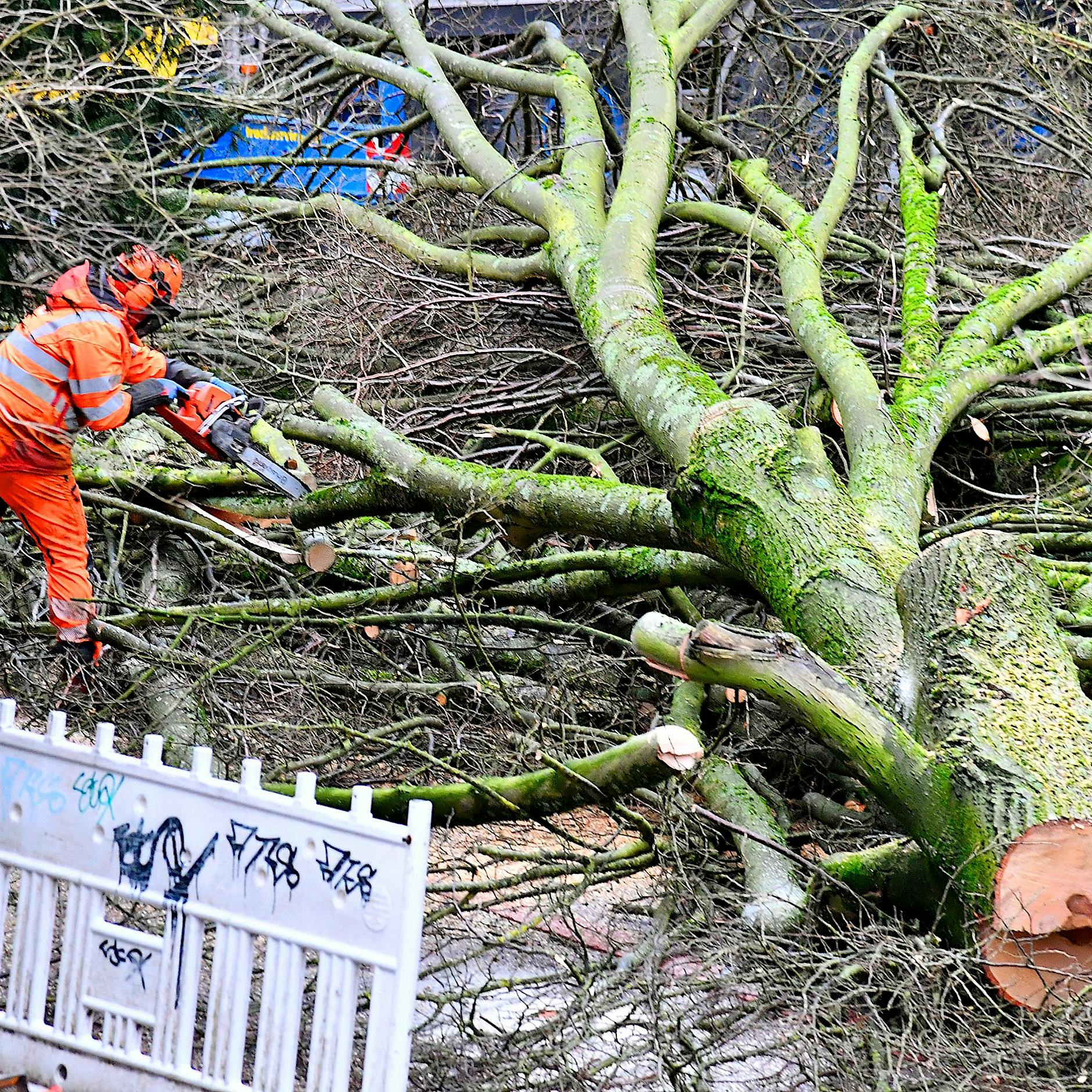 „Skandal“ am Tempelhofer Damm: Demo gegen Fällung von 60 gesunden Bäumen angekündigt