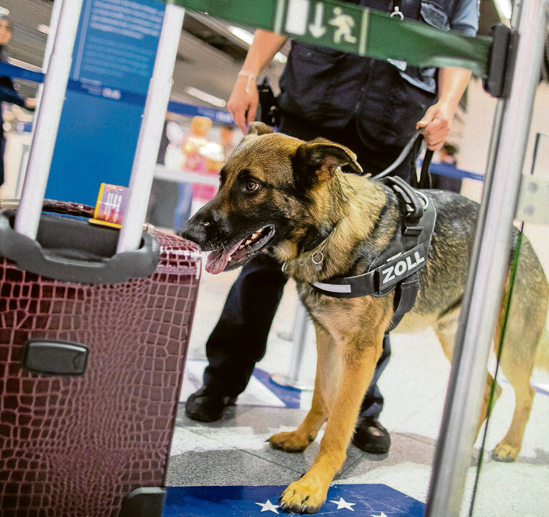 Am BER: Geniale Zoll-Hündin Heidi erschnüffelt Rekord-Cannabis-Fund!