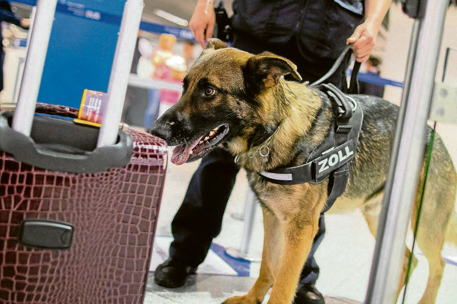 Dank eines Zollhundes konnte der größte Cannabis-Fund in der Geschichte des Flughafens BER sichergestellt werden (Symbolfoto).