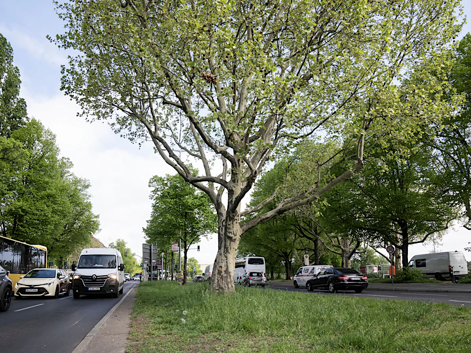 Diese Bäume sollen den Bauarbeiten weichen.