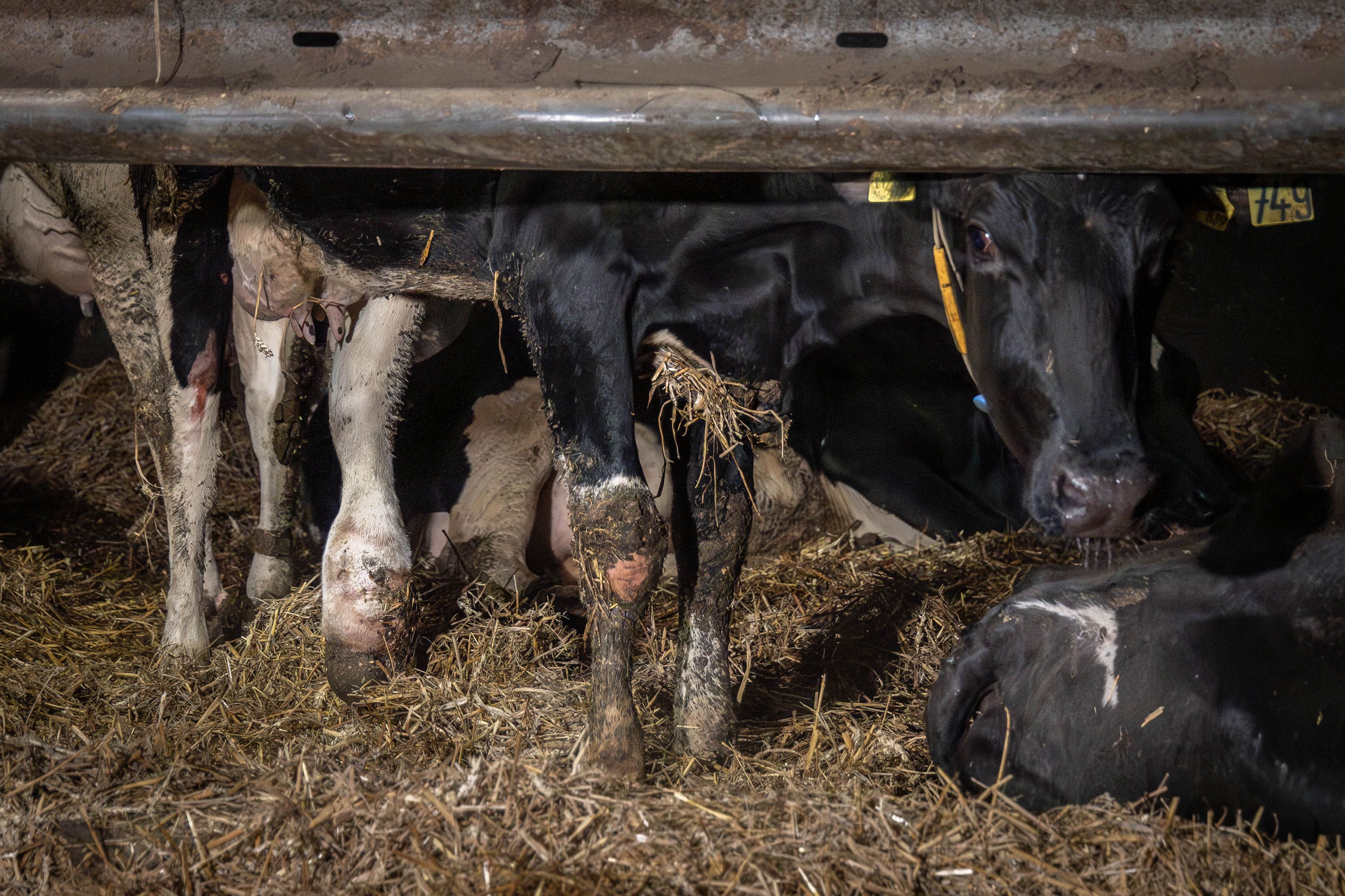 Image - Fiese Tierquälerei: Kühe brutal misshandelt – Staatsanwalt ermittelt