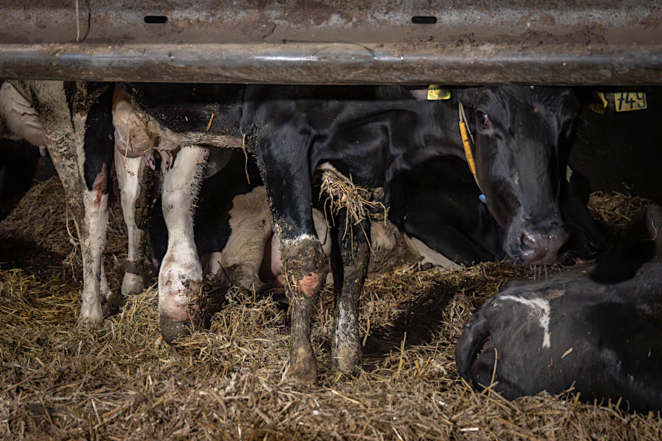 ANINOVA liegt umfangreiches Videomaterial aus einem der größten Rinderbetriebe in Brandenburg vor. In dem Milchviehbetrieb werden rund 1.000 Tiere gehalten. Die gefilmten Missstände seien „gravierend“.