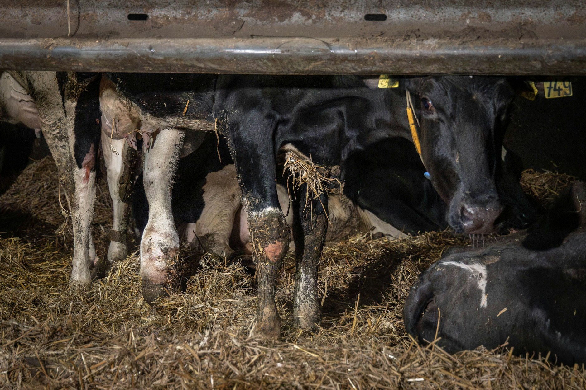 ANINOVA liegt umfangreiches Videomaterial aus einem der größten Rinderbetriebe in Brandenburg vor. In dem Milchviehbetrieb werden rund 1.000 Tiere gehalten. Die gefilmten Missstände seien „gravierend“.