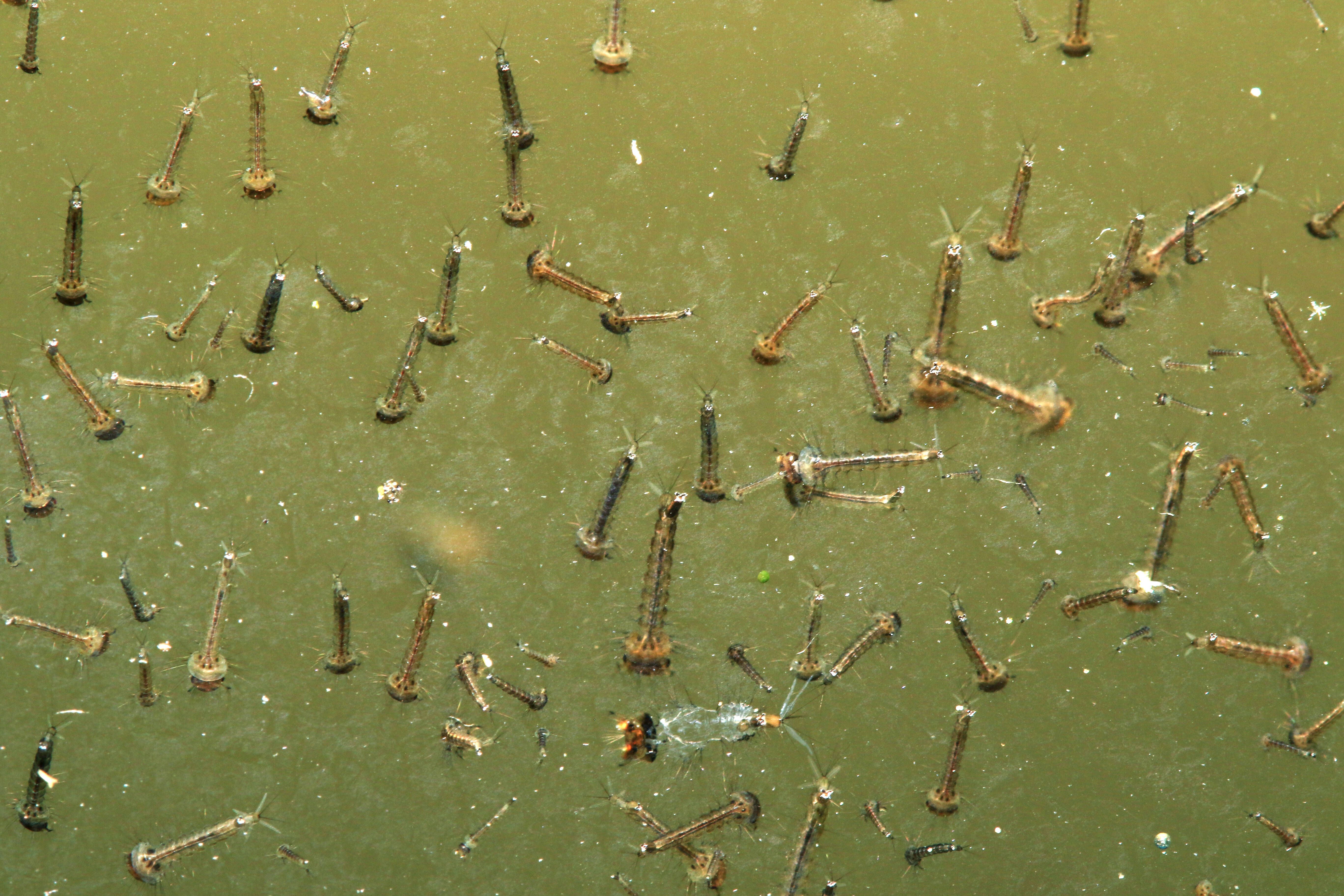 Das perfekte Wetter hat die Mückenplage im Gepäck
