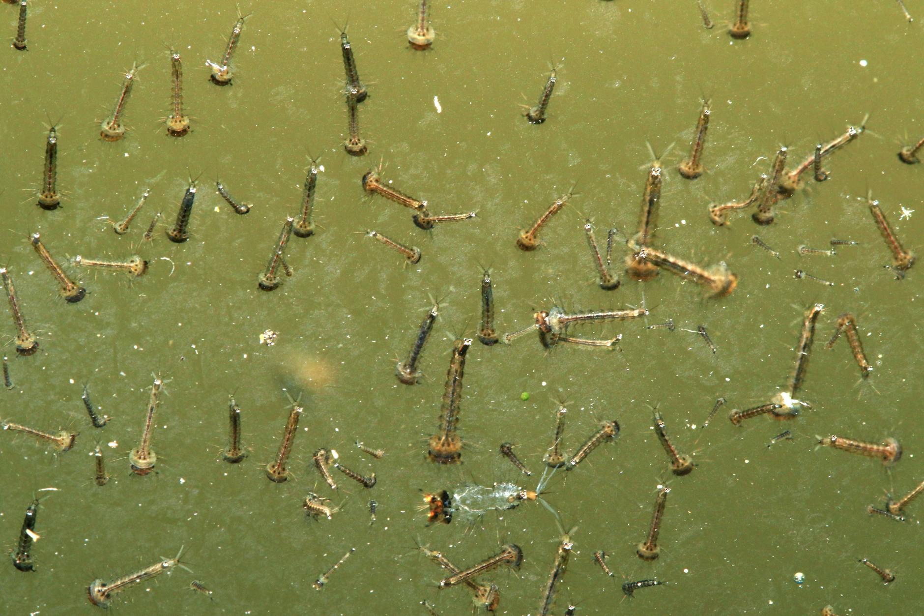 Larven der Stechmücken in einer mit Wasser gefüllten Regentonne.