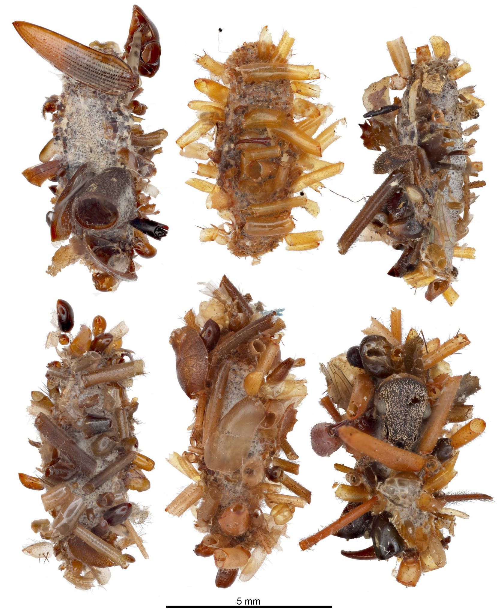 Gruselig! Raupe schmückt sich mit Körperteilen ihrer Beute