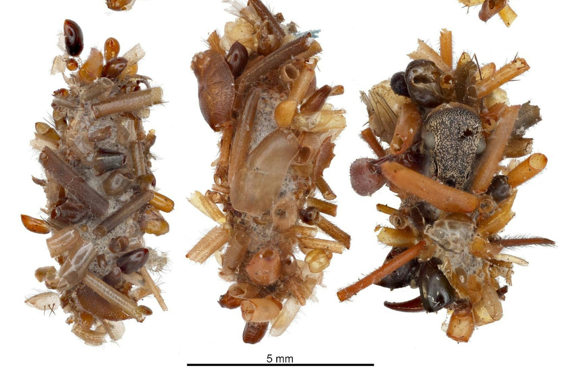 Das Bild zeigt verschiedene Varianten von Knochensammler-Raupen und ihrem makaberen Tarnkleid.