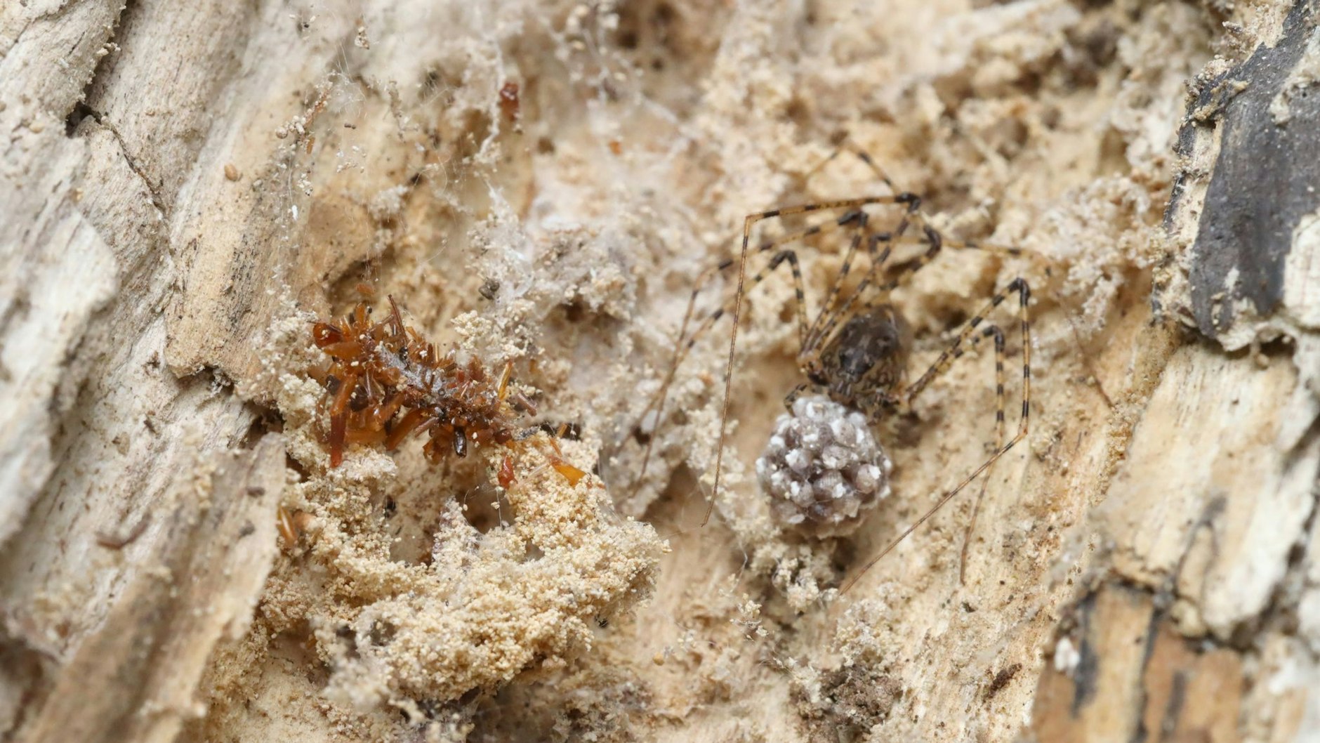 Das Bild zeigt eine Knochensammler-Raupe links neben einer Spinne. Die im Kokon eingewebten Körperteile anderer Insekten schützt sie vor ihren Fressfeinden.