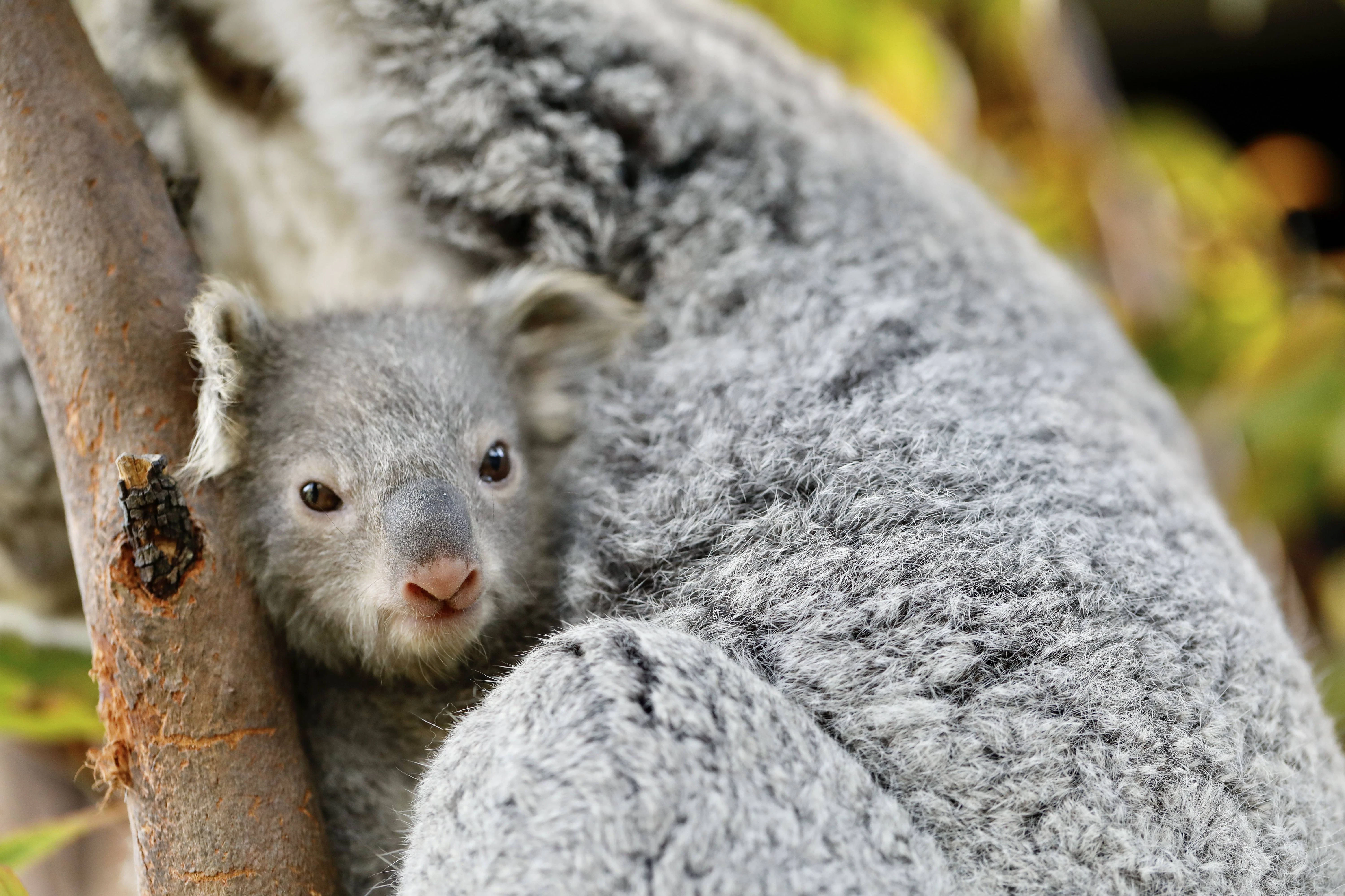 Nach Brand in Nationalpark – Australien ließ 700 Koalas aus der Luft abschießen!