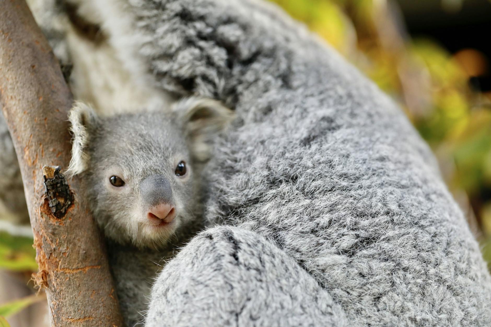 Nach Brand in Nationalpark – Australien ließ 700 Koalas aus der Luft abschießen!