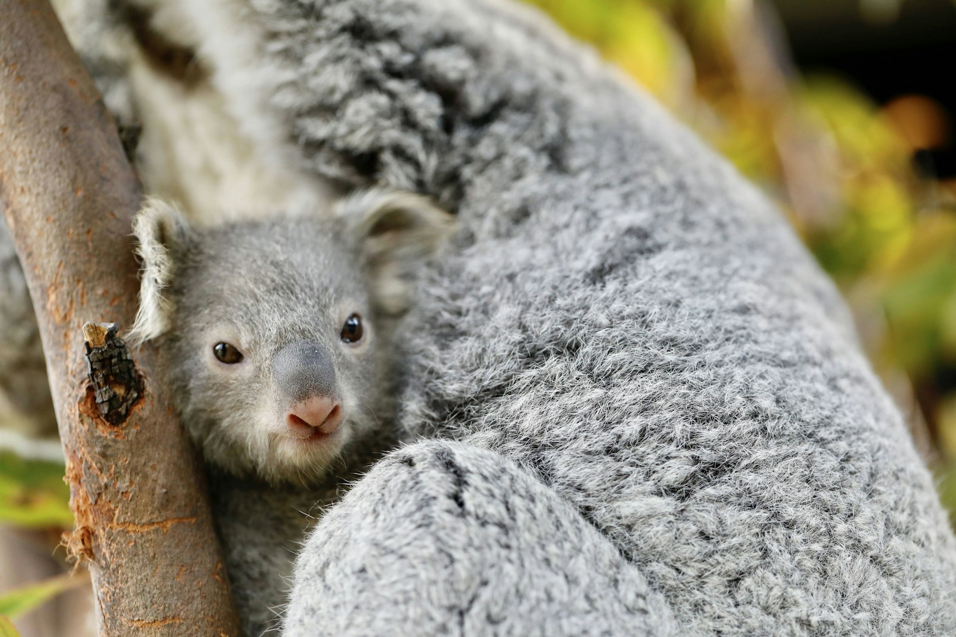 Nach Brand in Nationalpark – Australien ließ 700 Koalas aus der Luft abschießen!