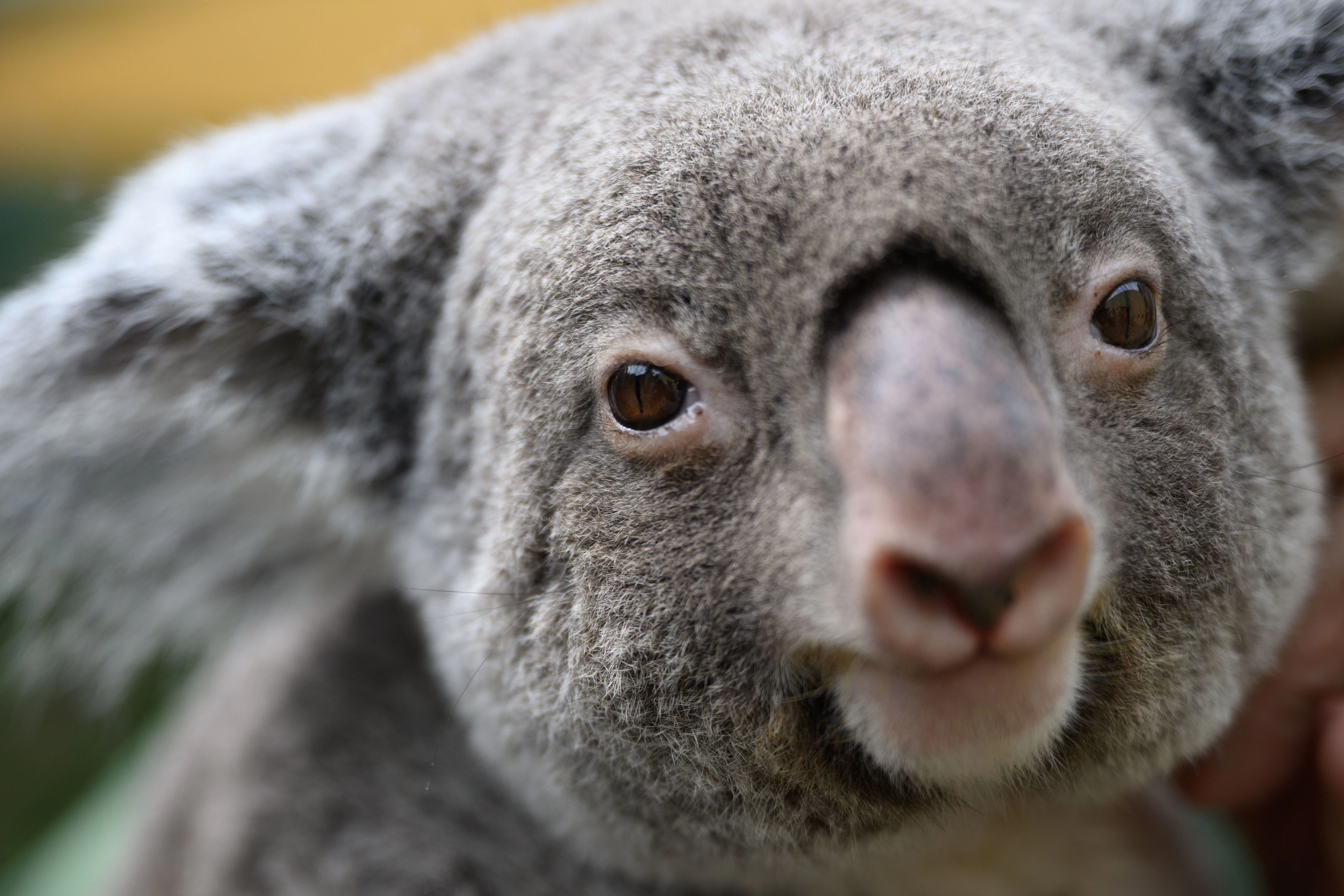 Das Koala-Weibchen "Sydney" sitzt während eines Medientermins im Zoo Dresden auf den Armen eines Tierpflegers. In Australien sind heftige Diskussionen entbrannt, nachdem die Behörden in einem Nationalpark etwa 700 Koalas aus Hubschraubern abgeschossen haben.