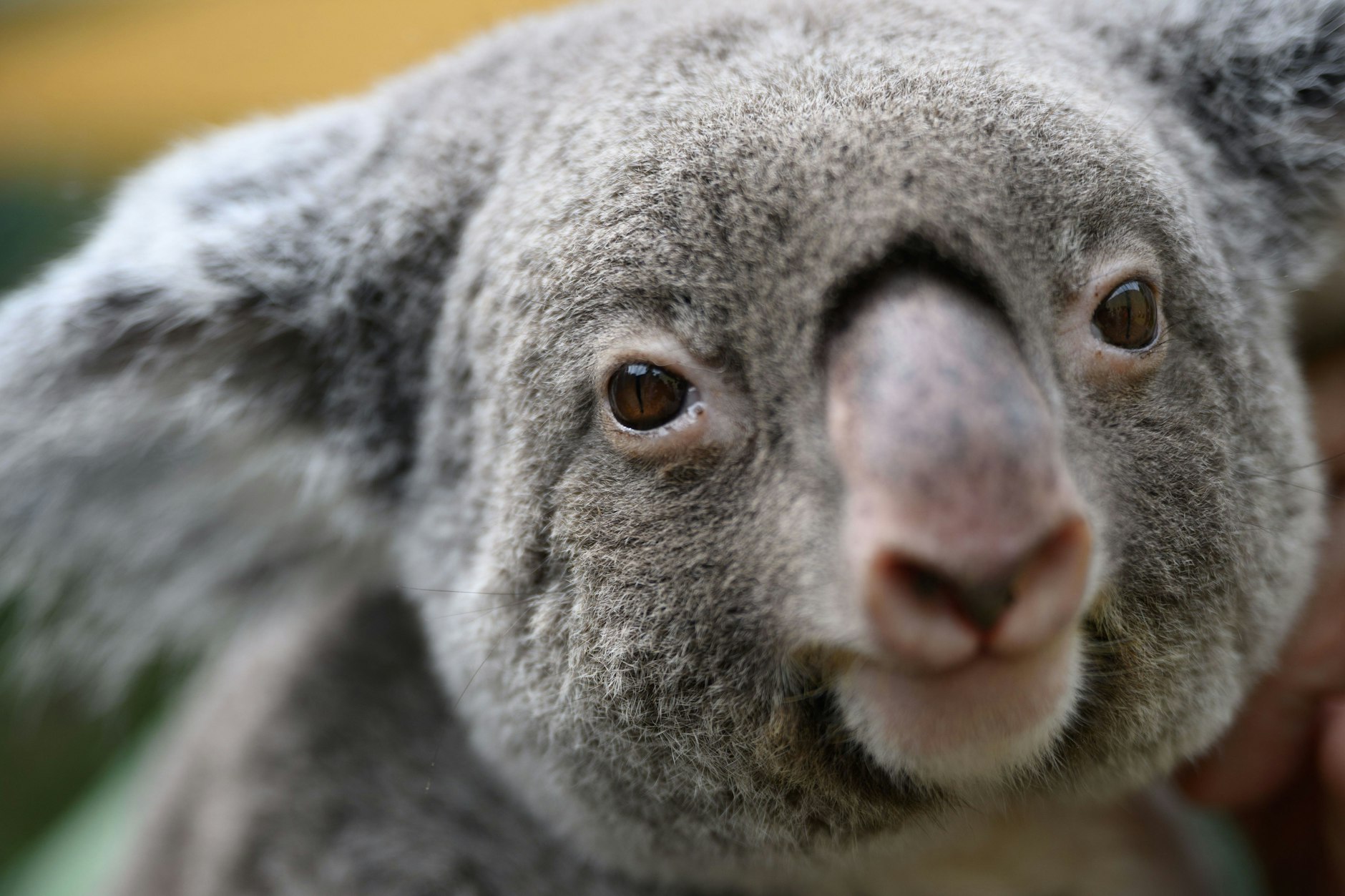 Das Koala-Weibchen "Sydney" sitzt während eines Medientermins im Zoo Dresden auf den Armen eines Tierpflegers. In Australien sind heftige Diskussionen entbrannt, nachdem die Behörden in einem Nationalpark etwa 700 Koalas aus Hubschraubern abgeschossen haben.