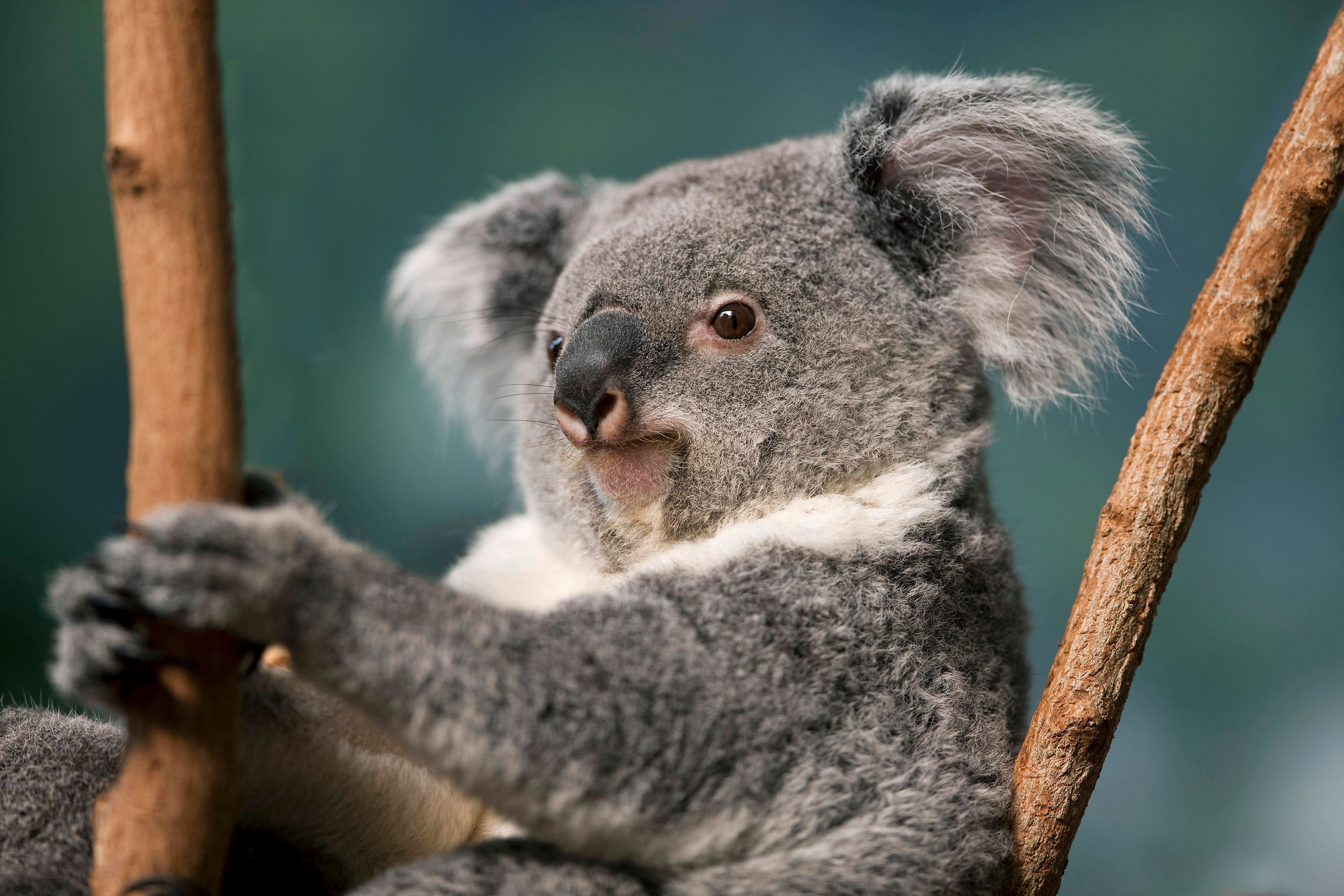 Hunderte knuffige Koalas aus der Luft abgeschossen– WARUM das denn?!