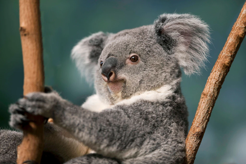 Hunderte knuffige Koalas aus der Luft abgeschossen– WARUM das denn?!