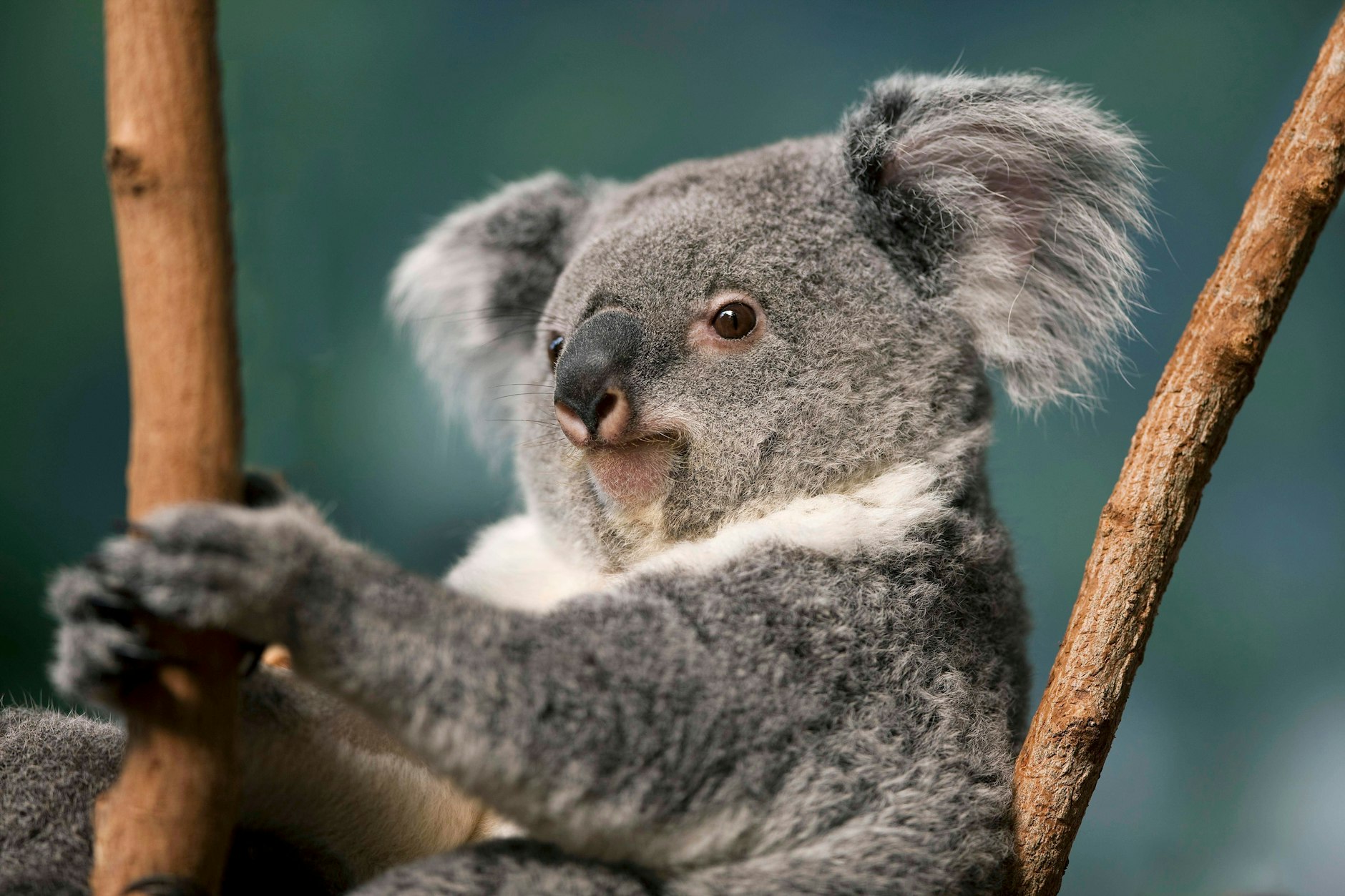 Koalas gehören zu den beliebtesten Tieren Australiens - und sind vielerorts bedroht. Jetzt wurden nach Buschbränden Hunderte aus der Luft abgeschossen. Was denken Sie dazu?