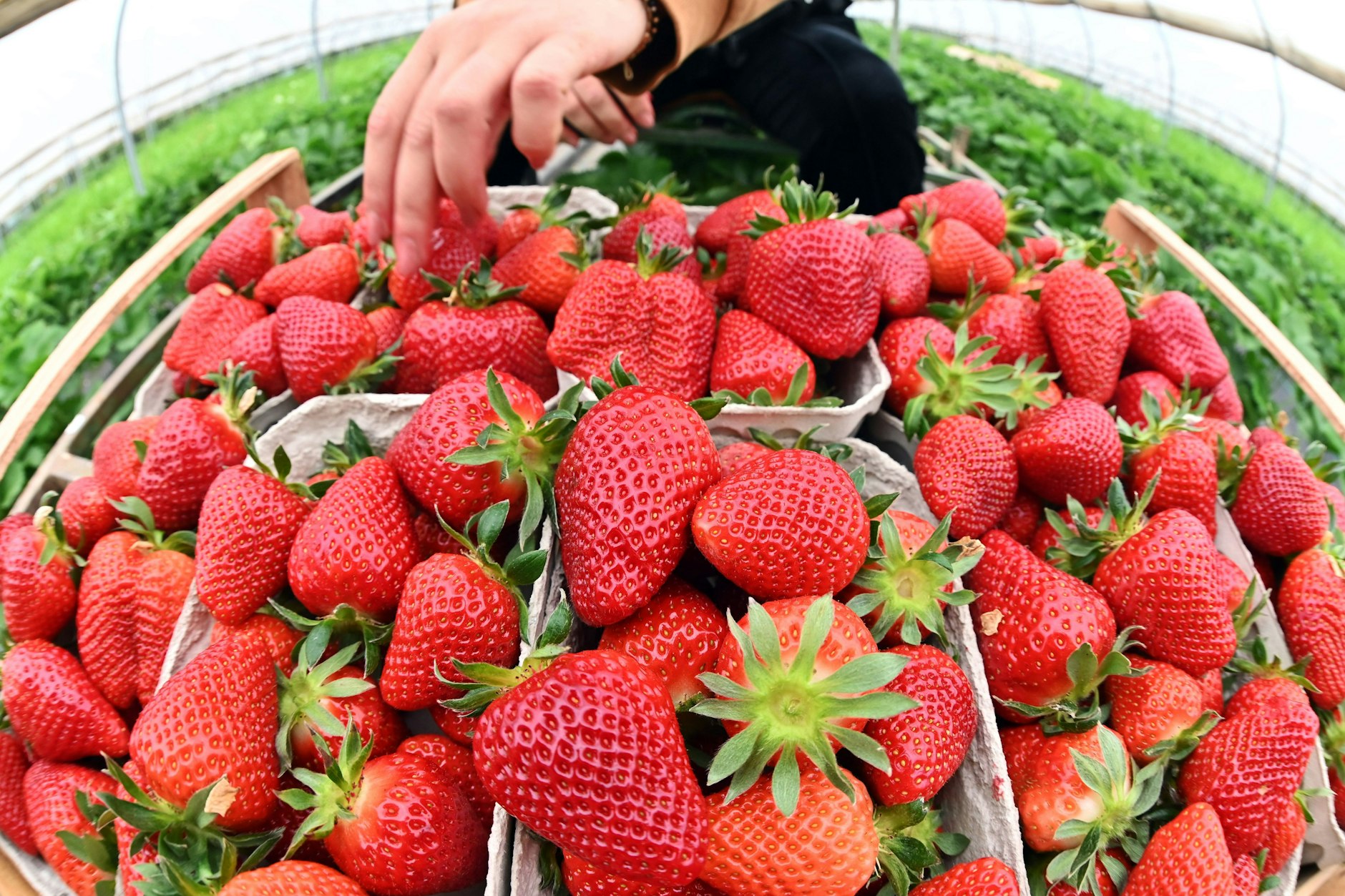 In Baden-Württemberg: Hier werden in einem Folientunnel frühe Erdbeeren geerntet.