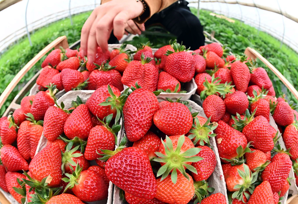 Pestizide, Zucker, Plastik: Sind Erdbeeren wirklich gesund?