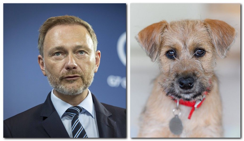 Image - Christian Lindner fährt Terrier von Star-Produzent tot
