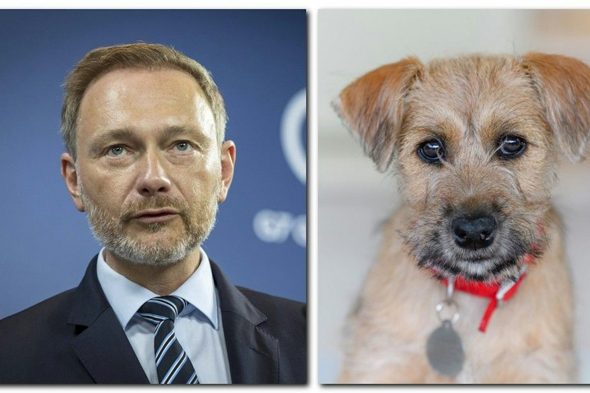 Christian Lindner überfuhr den Norfolk Terrier des Star-Produzenten (Symbolbild).